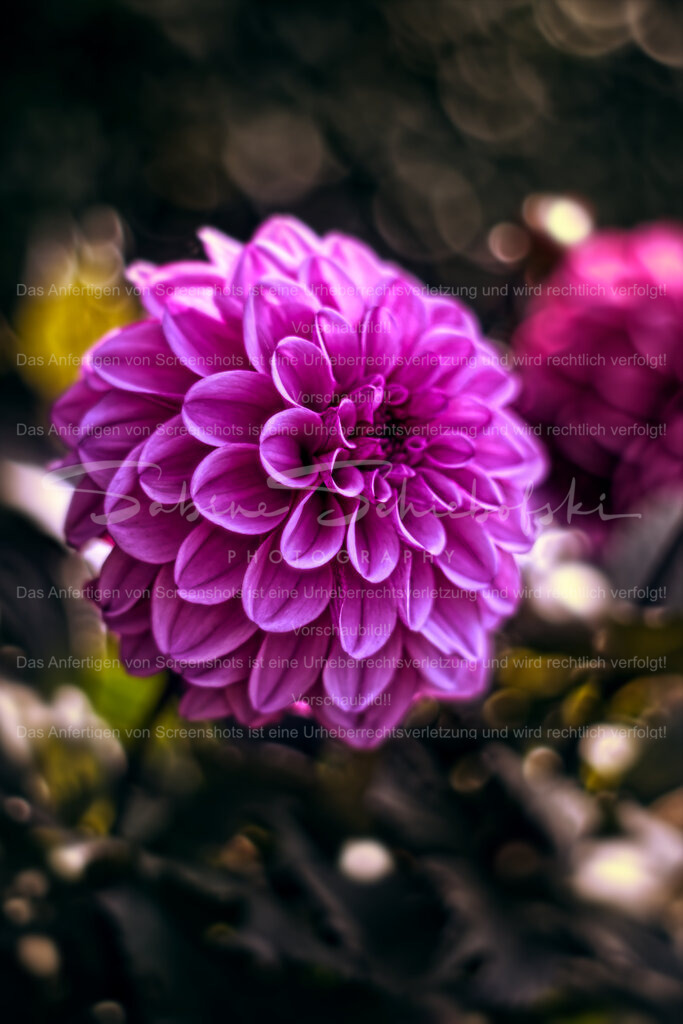 Wandbild "Dahlie" | People- und Tierfotografie, Imageaufnahmen, Veranstaltungsfotografie und Wandbilder aus der Natur ★ Made in Germany ✔️ Druck + Downloads ✔️ Naturfotografie in Top Qualität ★ schneller Versand, weltweite Lieferung! - Realisiert mit Pictrs.com