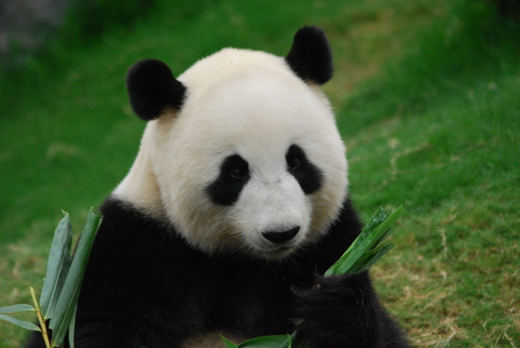 DSC_0213 | Pandiboo - Realisiert mit Pictrs.com