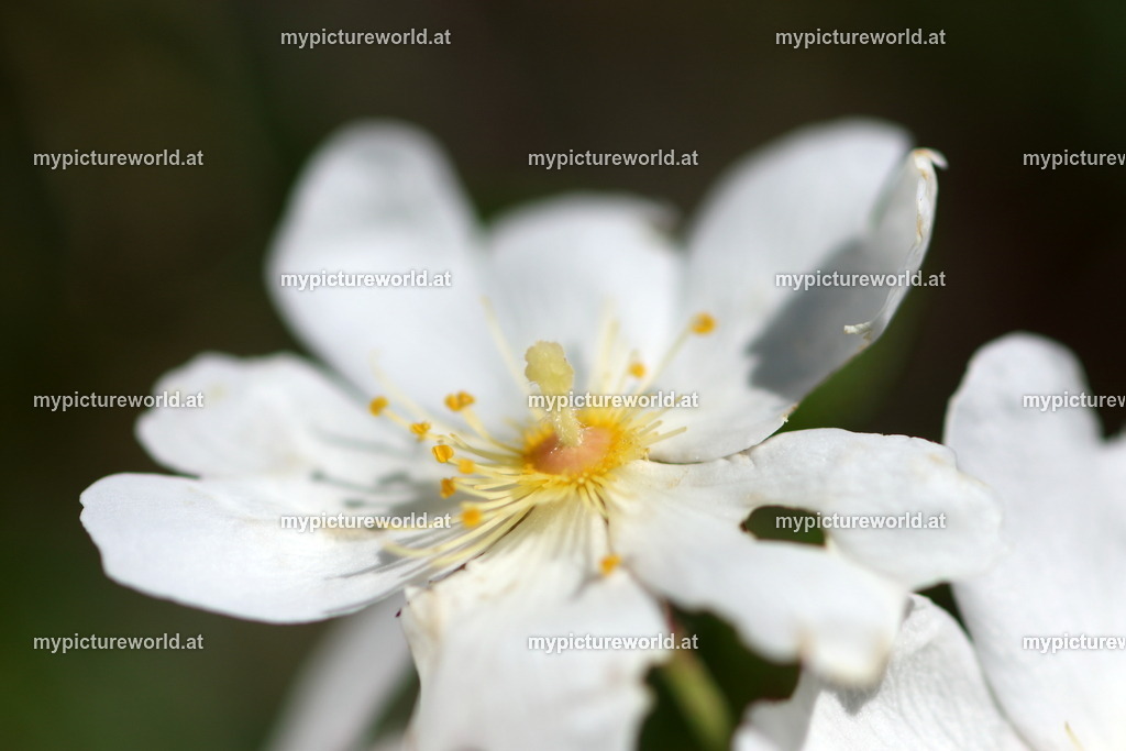 Immergrüne Rose-004 | Das Bilderarchiv über Tiere, Planzen und Landschaften. In der Bilddatenbank finden Sie ein große Auswahl an hochwertigen Bilder für Ihre Werbung - Realisiert mit Pictrs.com