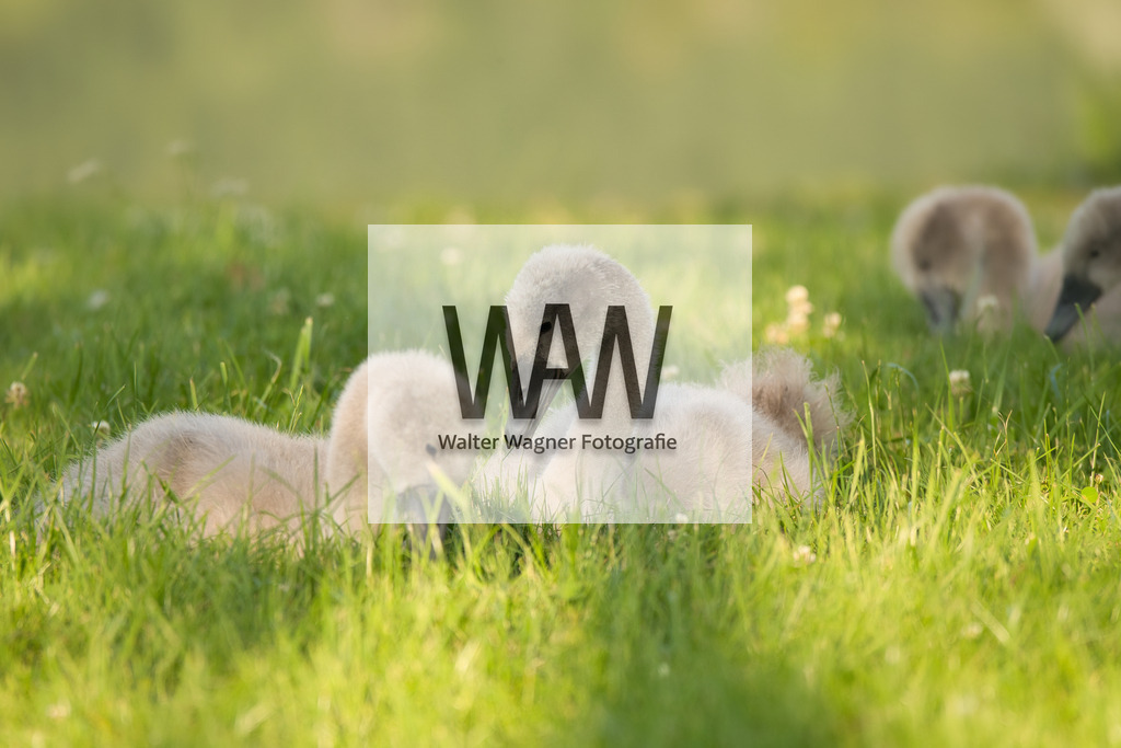 WWW08801 | walter-wagner-fotografie