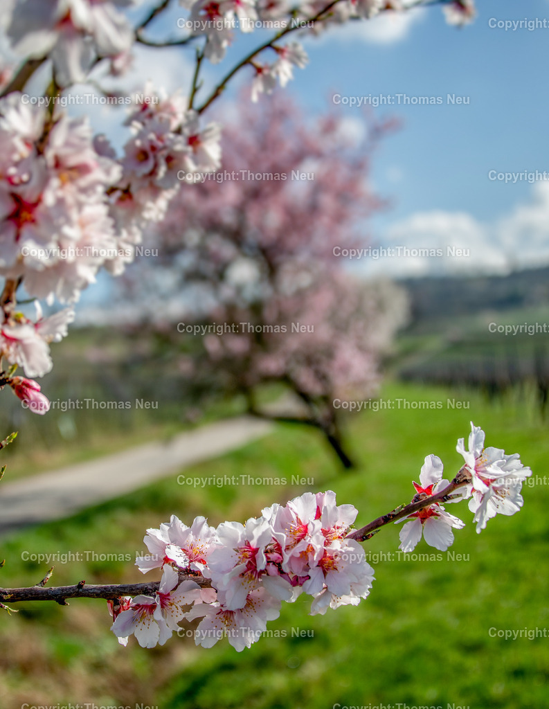 mandelbluete-kirchberg-bensheim-Bensheim-Fruehling-bergstrasse-kirche-sankt-georgFotografie-thomas-neu.jpg-12 | Blühender Mandelbaum im Frühling am Bensheimer Kirchberg mit Blick über die Stadt und die Weinberge an der Hessischen Bergstraße.