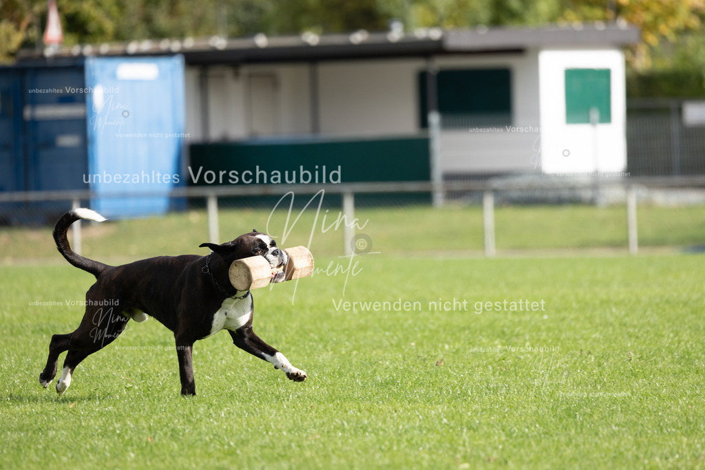 _16A6664 | Einzigartige Fotos von Hunden & Menschen –Actionfotos, Portraits, Vereinsaufnahmen & Paarshootings – authentisch, lebendig & mit Herz.