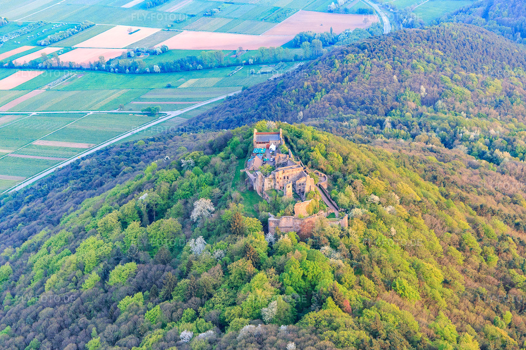 Luftbild: Burgruine Madenburg auf einem herbstlich verfärbten Berg des Pfälzerwalds aus Norden in Eschbach im Bundesland Rheinland-Pfalz in Deutschland. Foto: IMG_106864.jpg vom 21.04.2018 durch Werner Riehm/FLY-FOTO.de