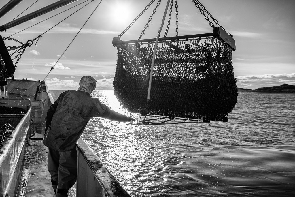 Miesmuschelernte vor Sylt © Holger Rüdel | Der Online-Shop von Holger Rüdel. Ausgewählte Fotografien als FineArt-Prints bestellen: Bildreportagen, Landschaften, Wildlife, Infrarot-Motive in Schwarzweiß und Zeitgeschichte im Bild. - Realisiert mit Pictrs.com