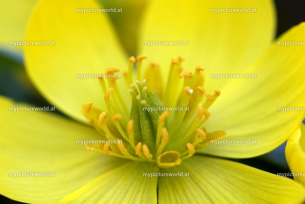 Winterling-006 | Das Bilderarchiv über Tiere, Planzen und Landschaften. In der Bilddatenbank finden Sie ein große Auswahl an hochwertigen Bilder für Ihre Werbung - Realized with Pictrs.com