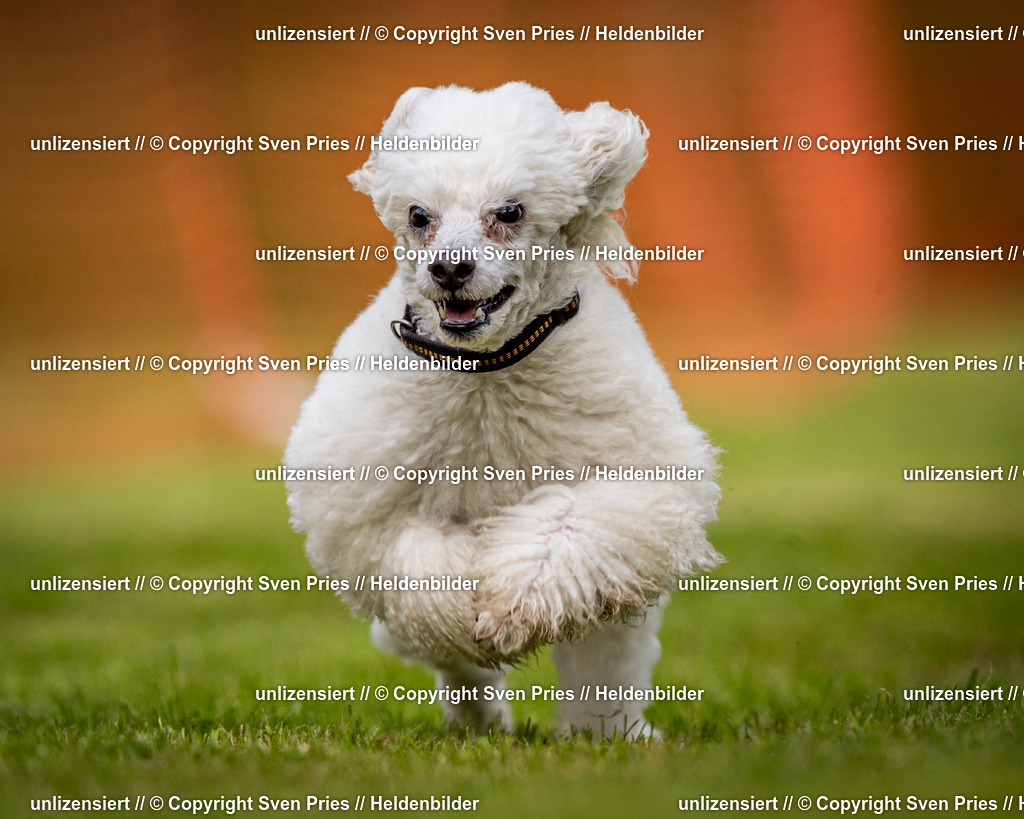 Sven Pries | 2024-09-22 - Hunderennen Baden-BadenPudelverein - Realisiert mit Pictrs.com