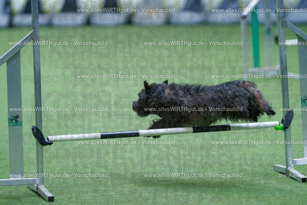 @allesWIRTHgut_Tierfotografie - www.allesWIRTHgut.de - 2604251127-7R500680 | Professionelle Tierfotografie in Mönchengladbach von Daniel Wirth (allesWIRTHgut). Liebevolle & natürliche Bilder von Hunden & Katzen für unvergessliche Erinnerungen.