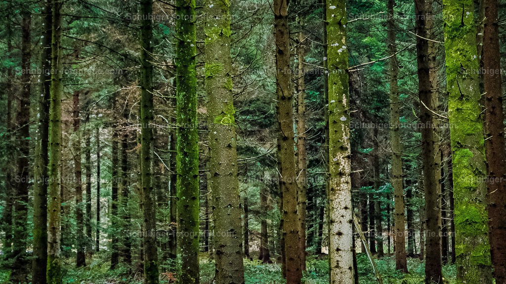 Baumstämme | Wald - Realisiert mit Pictrs.com