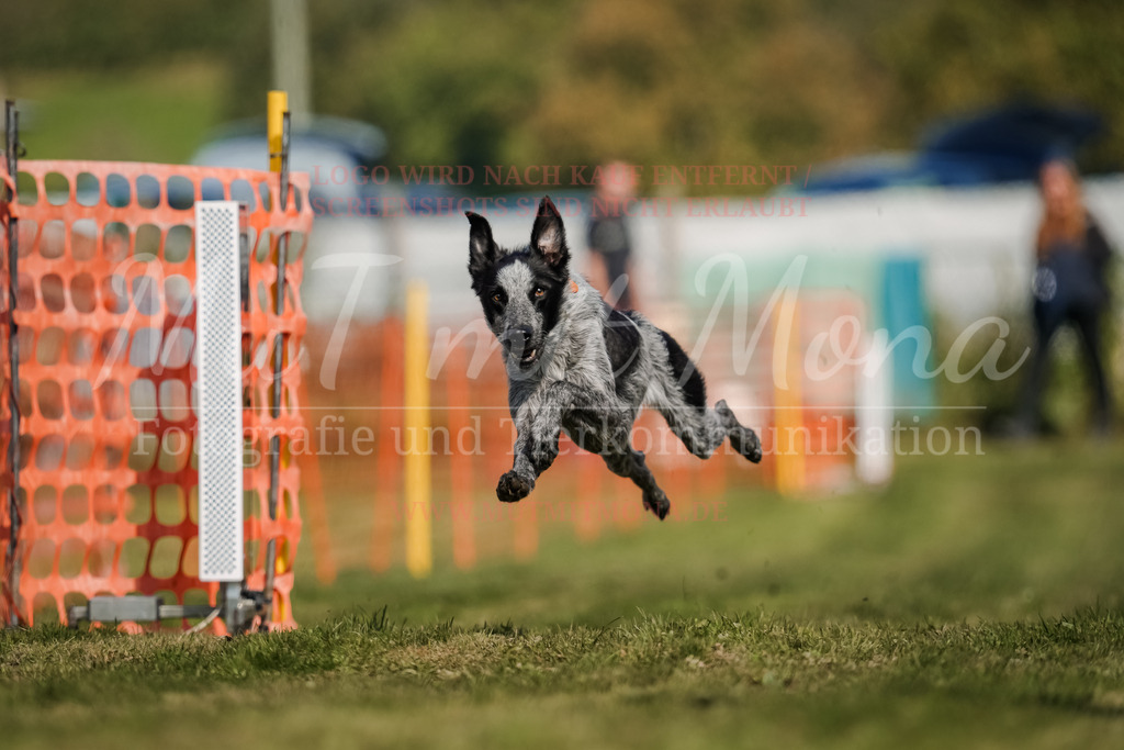 20250928_Hunderennen-608 | MuT (Mensch und Tier) mit Mona - Fotografie und Tierkommunikation - Realisiert mit Pictrs.com