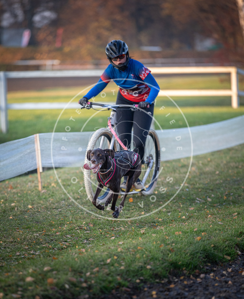 CaniXpix_DV3A9333 | Hundefotografie, Tierfotograf, Pfotenfotografie, Fotoshooting Hund, Hunde Portrait, Hundesport, Hundeportraits, Heideshooting, Hunde, Sportfotograf, Hundefotograf, Turnierhundsport, THS,  - Realisiert mit Pictrs.com