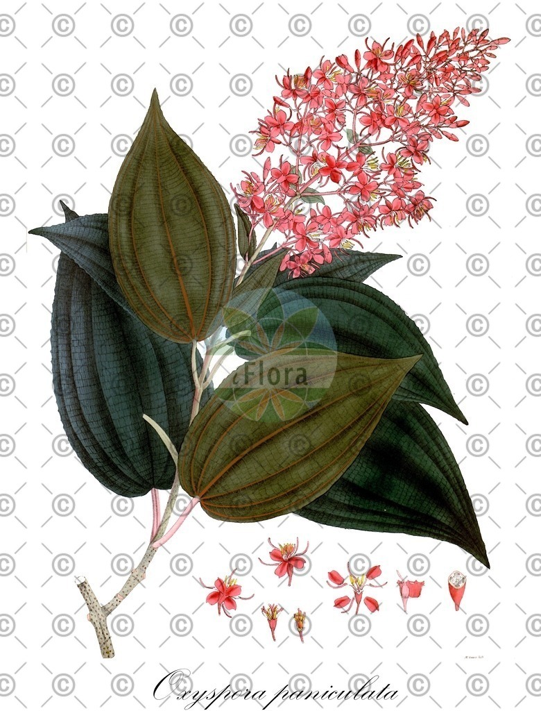 HistAbb_wfo-0000482758_1_ENZY_Simple | Historische Abbildung von Oxyspora paniculata - Melastomataceae | Historical Illustration of Oxyspora paniculata - Melastomataceae