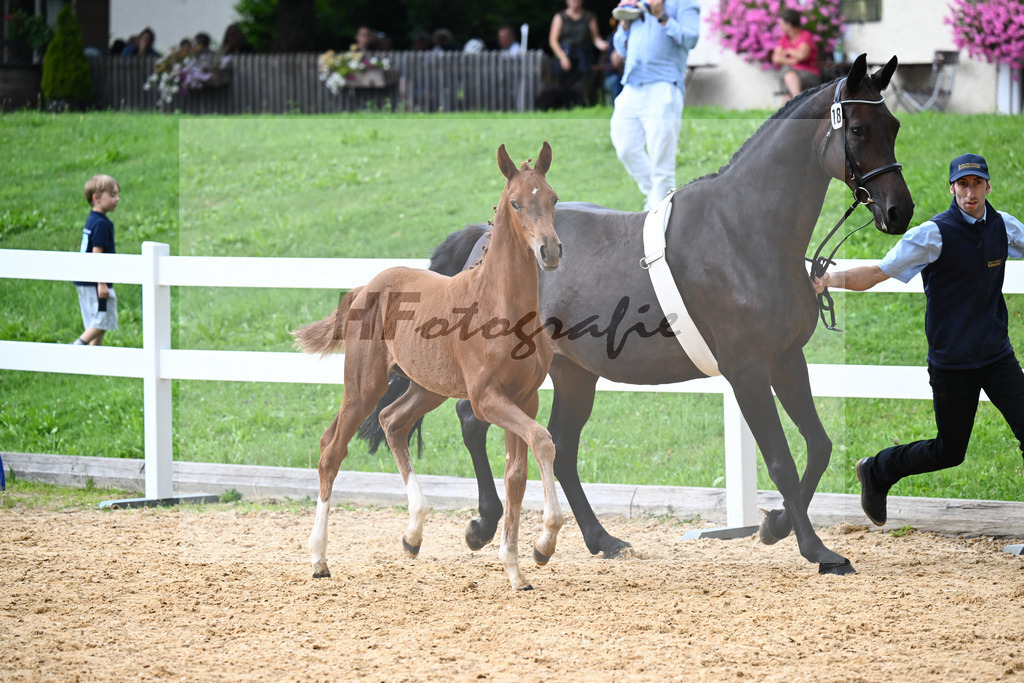 Kat-Nr. 18 Valenziano x Bossanova_HLG Schwaiganger_27140604 | hf-fotografie - Realisiert mit Pictrs.com