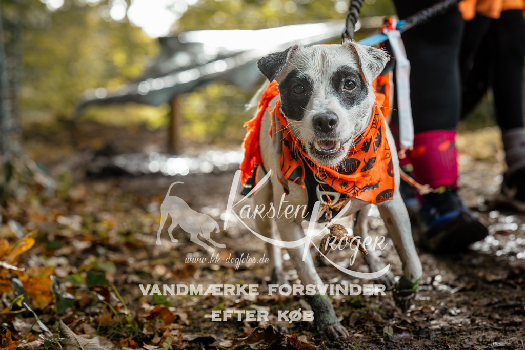 1459DZ6_4244Z6 | kk-dogfotos