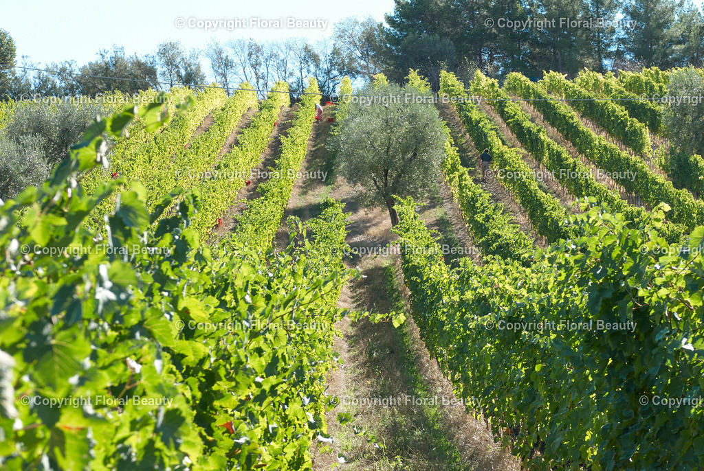 Weingut in Italien | Weinreben auf Hügel in Italien mit Olivenbaum - Realisiert mit Pictrs.com