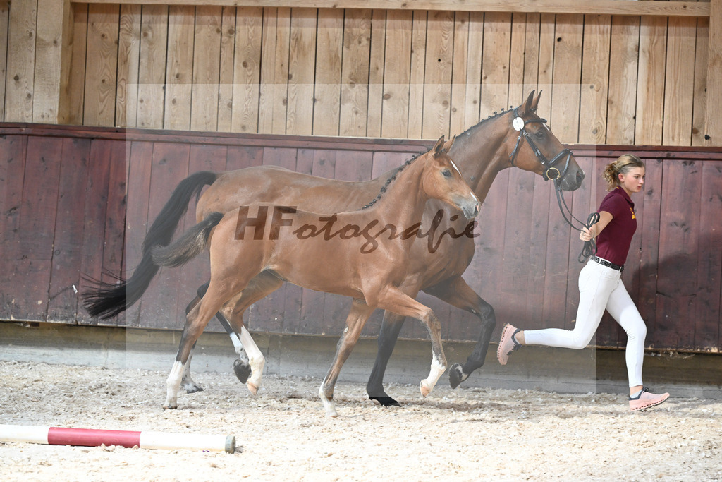 Kat-Nr. 7 SF Cascadello I x Cormint_Stoeger_32240492 | hf-fotografie - Realisiert mit Pictrs.com