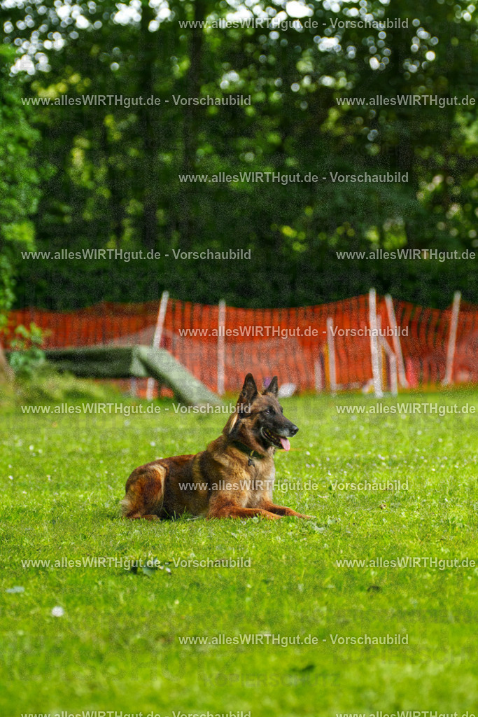 @allesWIRTHgut_Tierfotografie - www.allesWIRTHgut.de - 101947-7R508365 | Professionelle Tierfotografie in Mönchengladbach von Daniel Wirth (allesWIRTHgut). Liebevolle & natürliche Bilder von Hunden & Katzen für unvergessliche Erinnerungen.