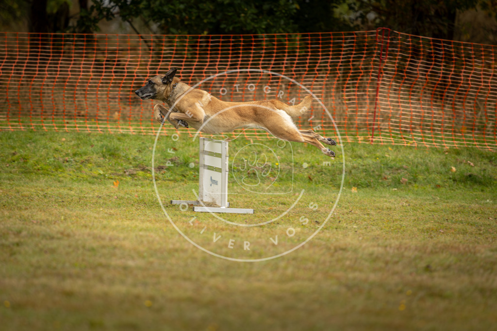 Pfotenfotografie_DV3A1535 | Hundefotografie, Tierfotograf, Pfotenfotografie, Fotoshooting Hund, Hunde Portrait, Hundesport, Hundeportraits, Heideshooting, Hunde, Sportfotograf, Hundefotograf, Turnierhundsport, THS,  - Realisiert mit Pictrs.com