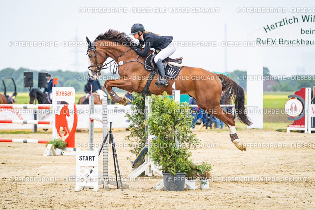 DSC07911 | Pferdegrafie