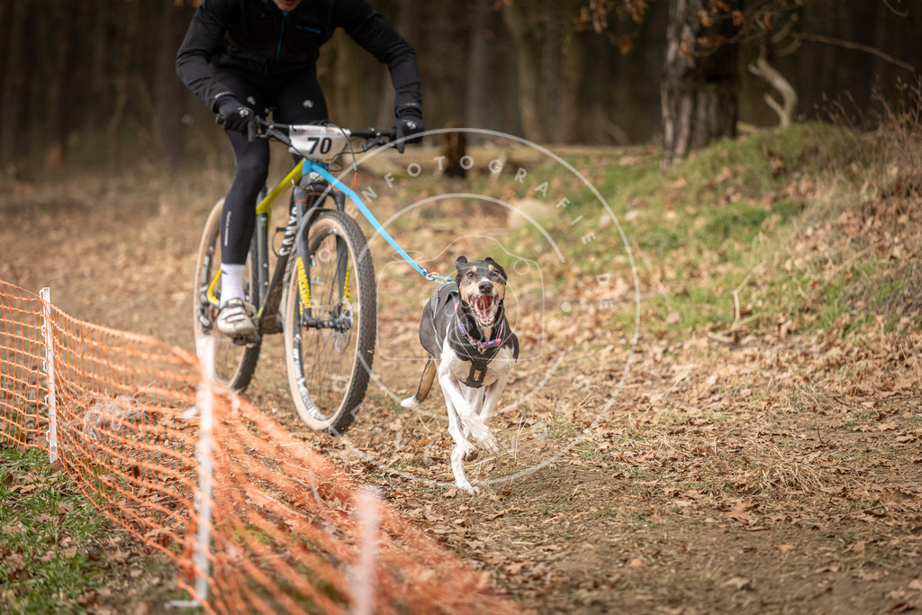 Pfotenfotografie_DV3A3376 | Hundefotografie, Tierfotograf, Pfotenfotografie, Fotoshooting Hund, Hunde Portrait, Hundesport, Hundeportraits, Heideshooting, Hunde, Sportfotograf, Hundefotograf, Turnierhundsport, THS,  - Realisiert mit Pictrs.com