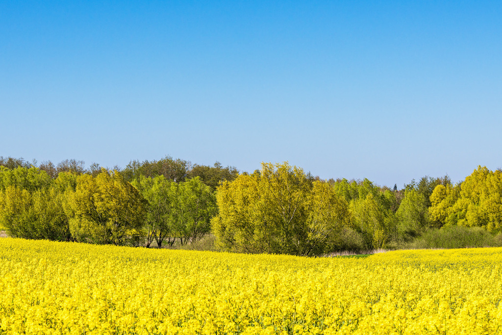 Blühendes Rapsfeld und Bäume im Frühling bei Sildemow | Blühendes Rapsfeld und Bäume im Frühling bei Sildemow.