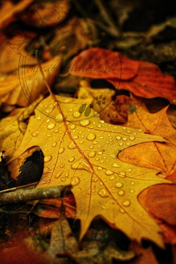 Regentropfen Laubblatt Rot-Eiche | only.this.little.world - Realisiert mit Pictrs.com