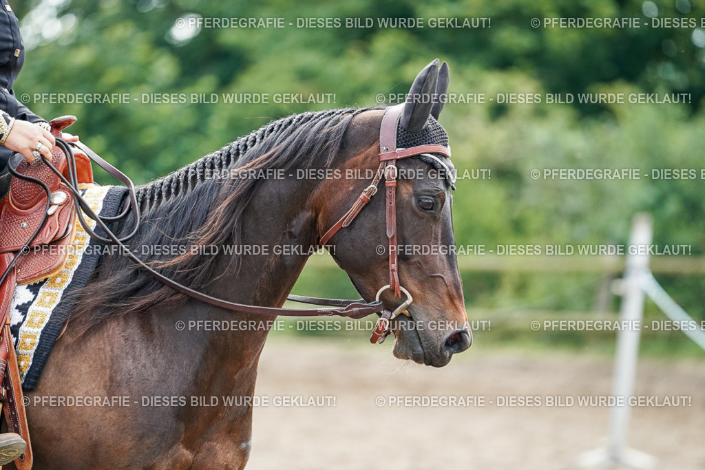 DSC04596 | Pferdegrafie