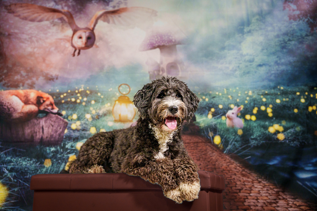 allesWIRTHgut Tierfotografie - 7IV01903 | Professionelle Tierfotografie in Mönchengladbach von Daniel Wirth (allesWIRTHgut). Liebevolle & natürliche Bilder von Hunden & Katzen für unvergessliche Erinnerungen.