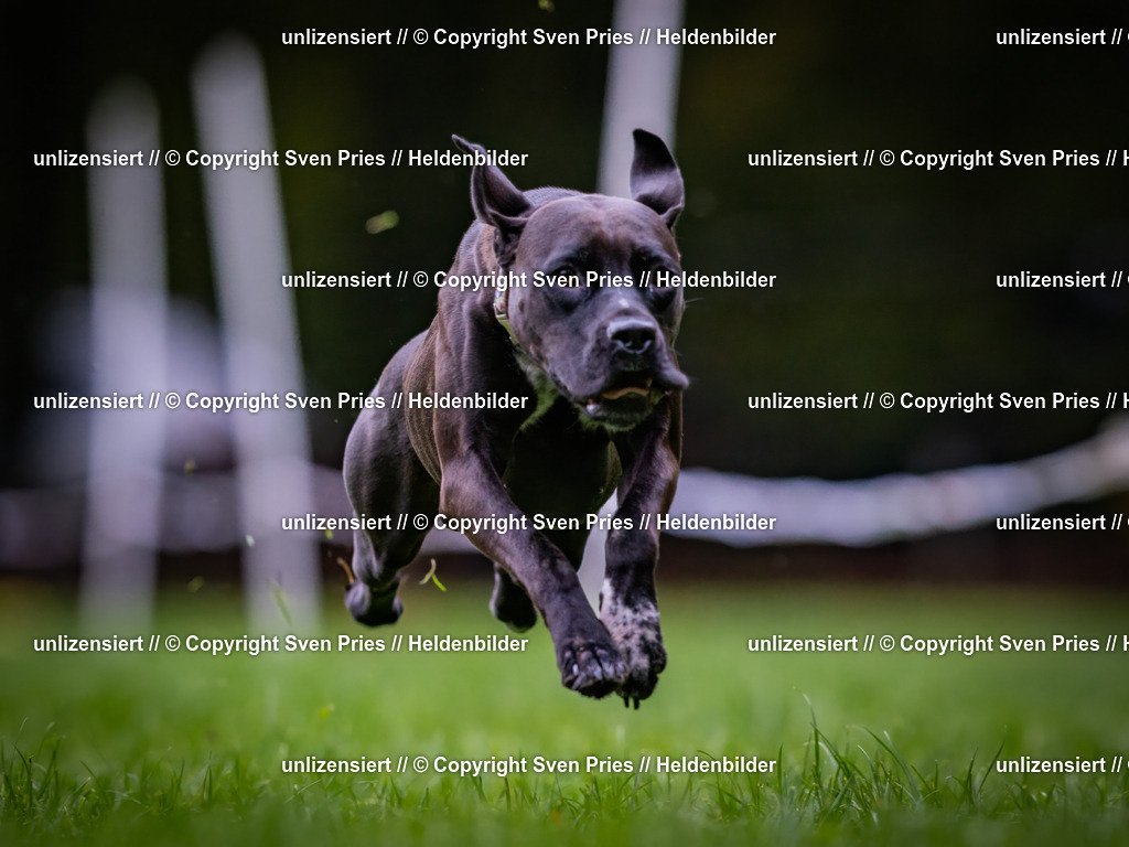 Sven Pries | 2024-10-19 - Hunderennen Ober-Grombach - Realisiert mit Pictrs.com