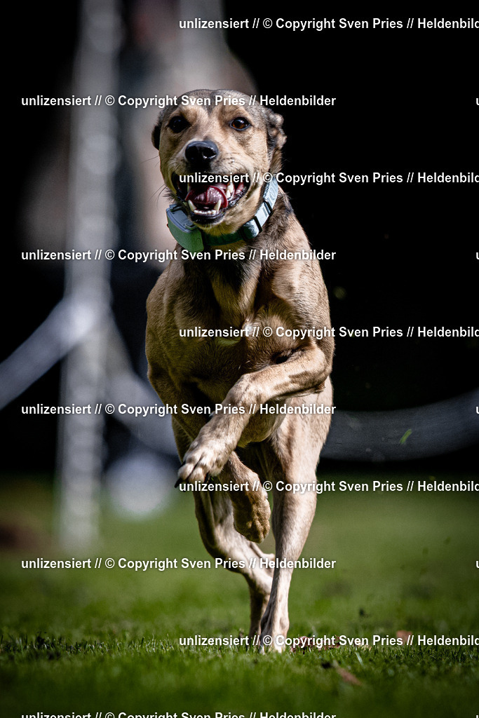Sven Pries | 2025-10-03 - Hunderennen Obergrombach - Realisiert mit Pictrs.com