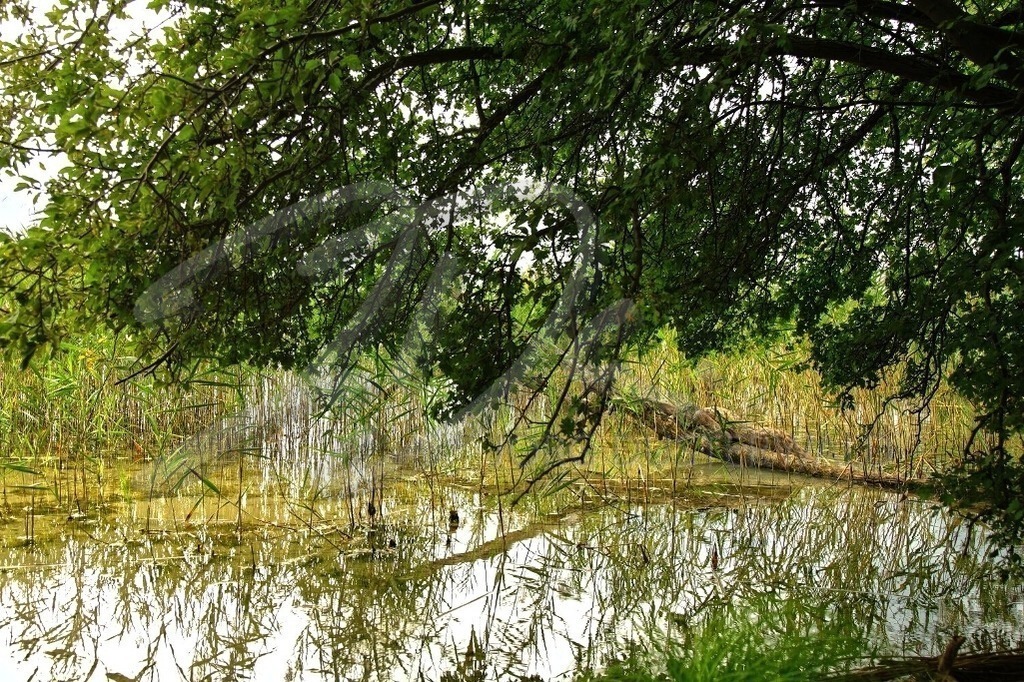 NatureArt-STECHLINSEE_0665b3 | Die Äste hängen über | #001 | Modell: Franziska | Foto: Andreas Meier - Realisiert mit Pictrs.com