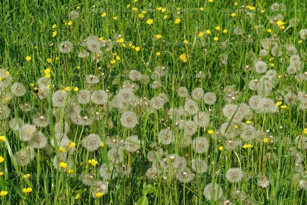 Pusteblumen-Wiese | Pusteblumen-Wiese - Realisiert mit Pictrs.com