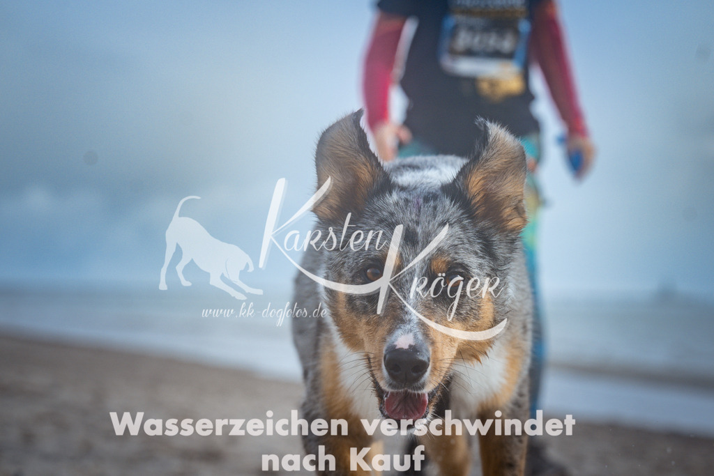 1121_ZZ97976 | kk-dogfotos