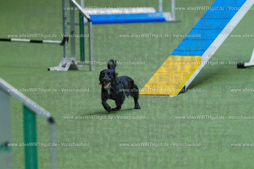 @allesWIRTHgut_Tierfotografie - www.allesWIRTHgut.de - 2604260825-7R506866 | Professionelle Tierfotografie in Mönchengladbach von Daniel Wirth (allesWIRTHgut). Liebevolle & natürliche Bilder von Hunden & Katzen für unvergessliche Erinnerungen.