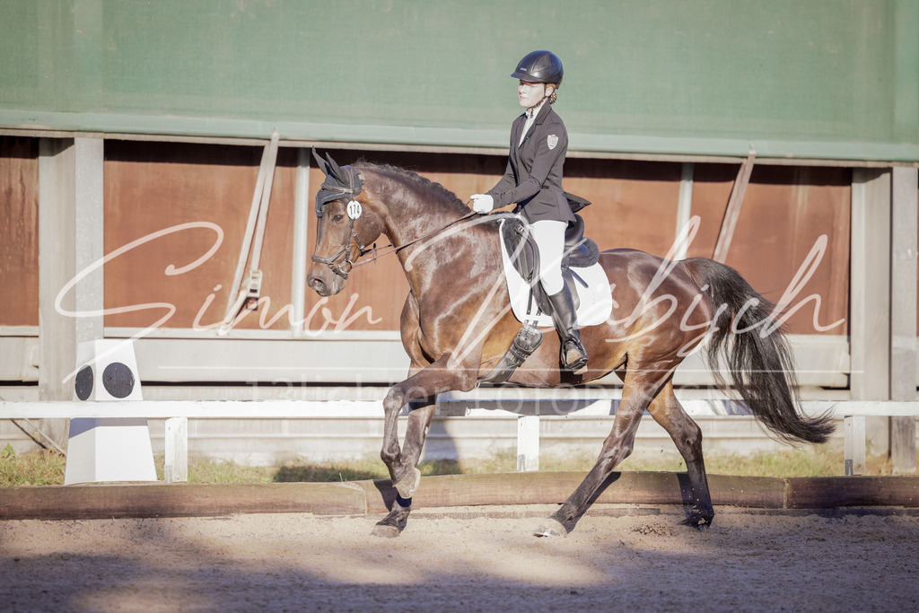 20250906-_3LI2616 | Tierfotografie Pferde, Hunde, Katzen, Haustiere.
Turnierfotografie Reitturniere, Reiten, Springreiten, Dressur in Hanau, dem Main-Kinzig-Kreis und dem Rhein-Main- Gebiet um Frankfurt