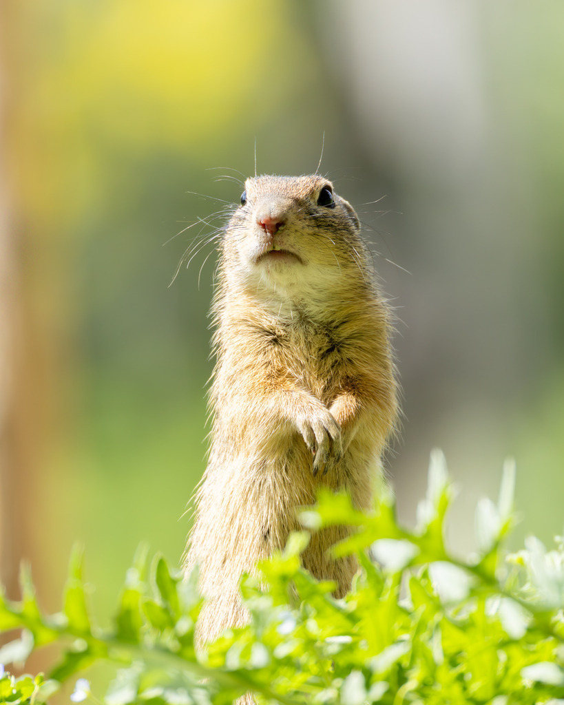 Das Ziesel | Das Ziesel (Spermophilus citellus), auch Europäisches Ziesel genannt, gehört zur Familie der Hörnchen, zu der auch das heimische Eichhörnchen und das Murmeltier zählen. Es ist ein faszinierender, wärmeliebender Kleinsäuger, dessen Lebensweise perfekt an die karge Umgebung offener Grassteppen und kurzrasiger Wiesen angepasst ist. Trotz seiner geringen Größe spielt das Ziesel eine wichtige Rolle in seinem Ökosystem und hat eine wechselhafte Geschichte im Verhältnis zum Menschen hinter sich. - Realisiert mit Pictrs.com