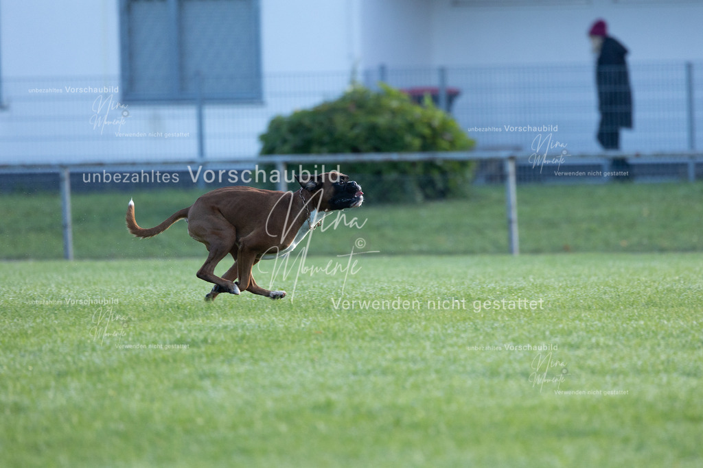 _16A6219 | Einzigartige Fotos von Hunden & Menschen –Actionfotos, Portraits, Vereinsaufnahmen & Paarshootings – authentisch, lebendig & mit Herz.