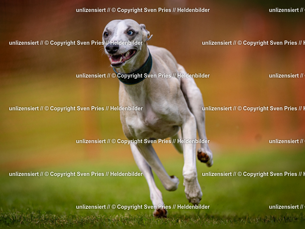 Sven Pries | 2024-09-22 - Hunderennen Baden-BadenPudelverein - Realisiert mit Pictrs.com