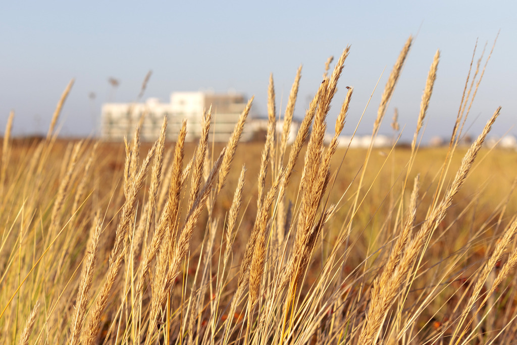 Wandbild: Strandhafer mit Blick in Richtung Olpenitz | Dieses Wandbild im Querformat zeigt Strandhafer am Strand in Weidefeld. Im Hintergrund, in der Unschärfe, sind die Ferienwohnungen in Olpenitz zu sehen.   - Realisiert mit Pictrs.com