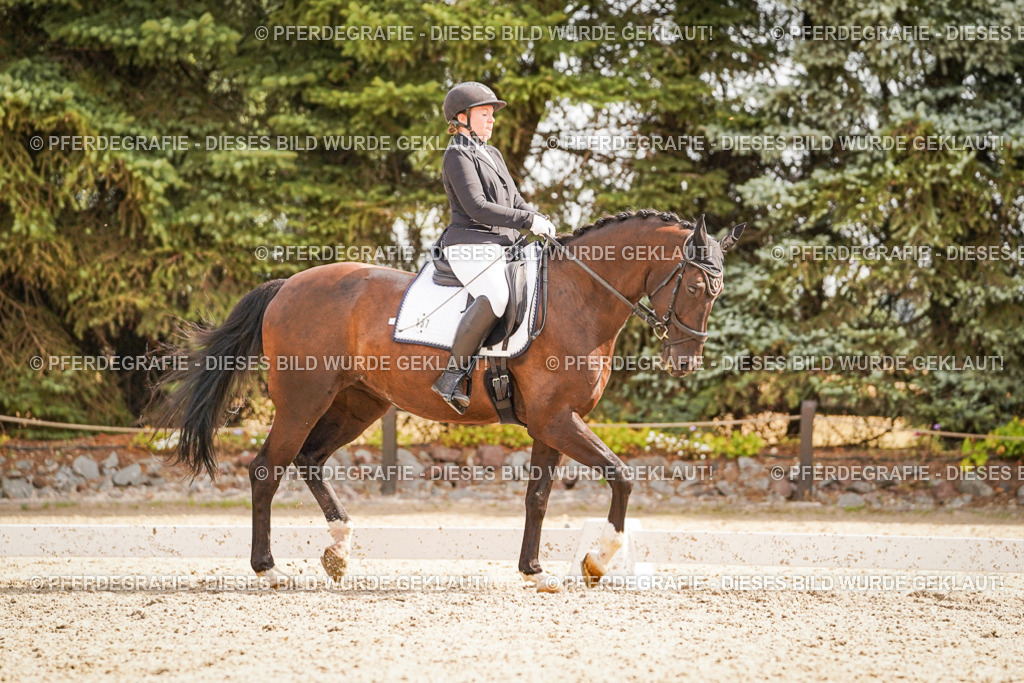 DSC01552 | Pferdegrafie