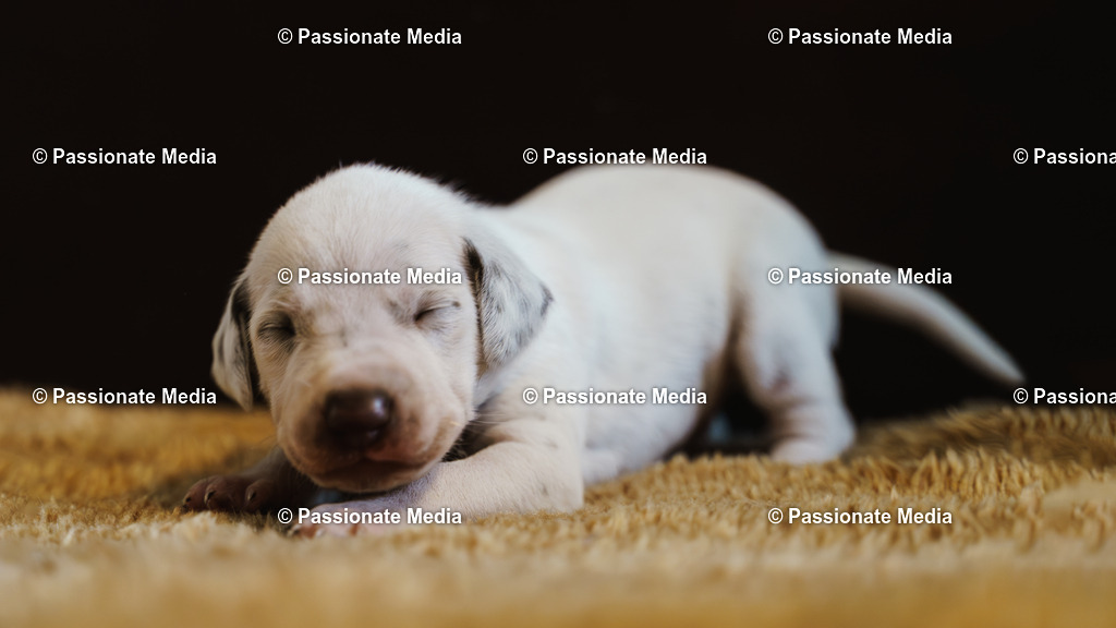 DSC03932 | Passionate Media, dein Fotograf aus Brandenburg, Märkisch Oderland, im Bereich Motorsport, Autos und Motorräder sowie Events und auch Hunde. Shootings oder auch Eventbegleitungen können bei mir gebucht we