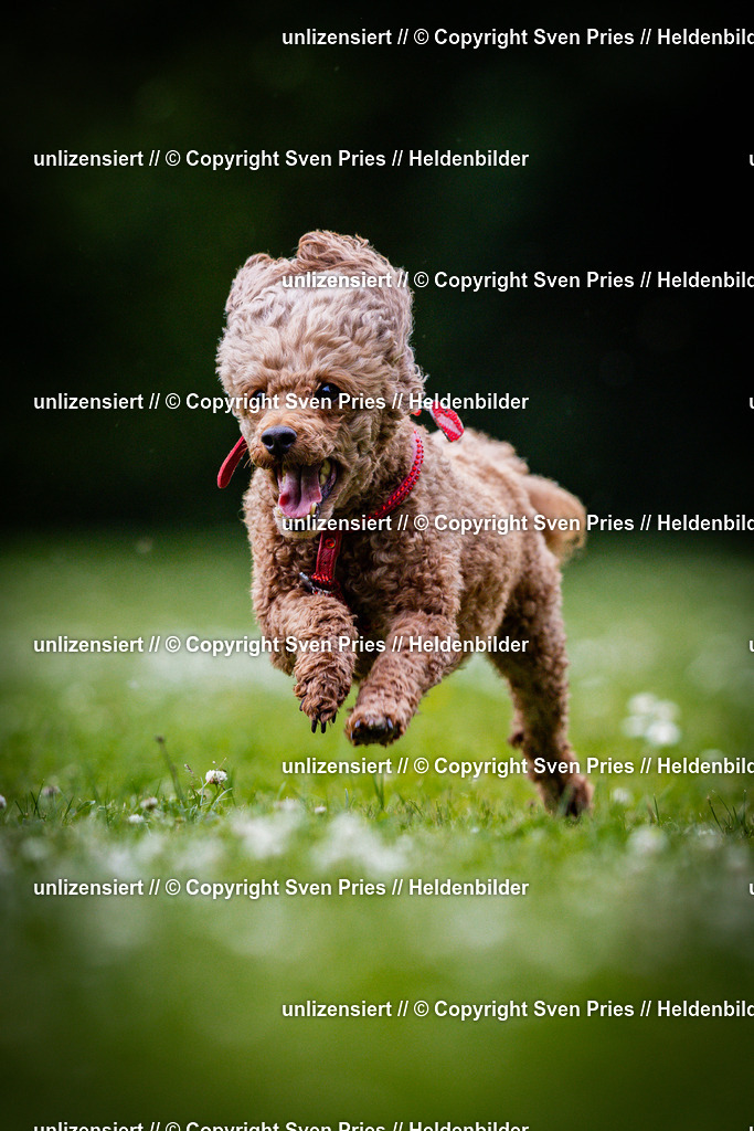 Sven Pries | 2025-05-29 - Pudelrennen KA-Durlach - Realisiert mit Pictrs.com