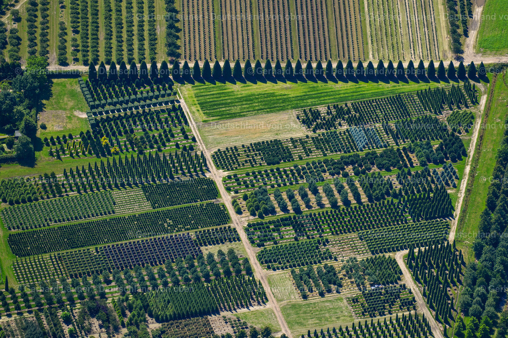 3620889 | Baumschulen bei Bad Zwischenahn
