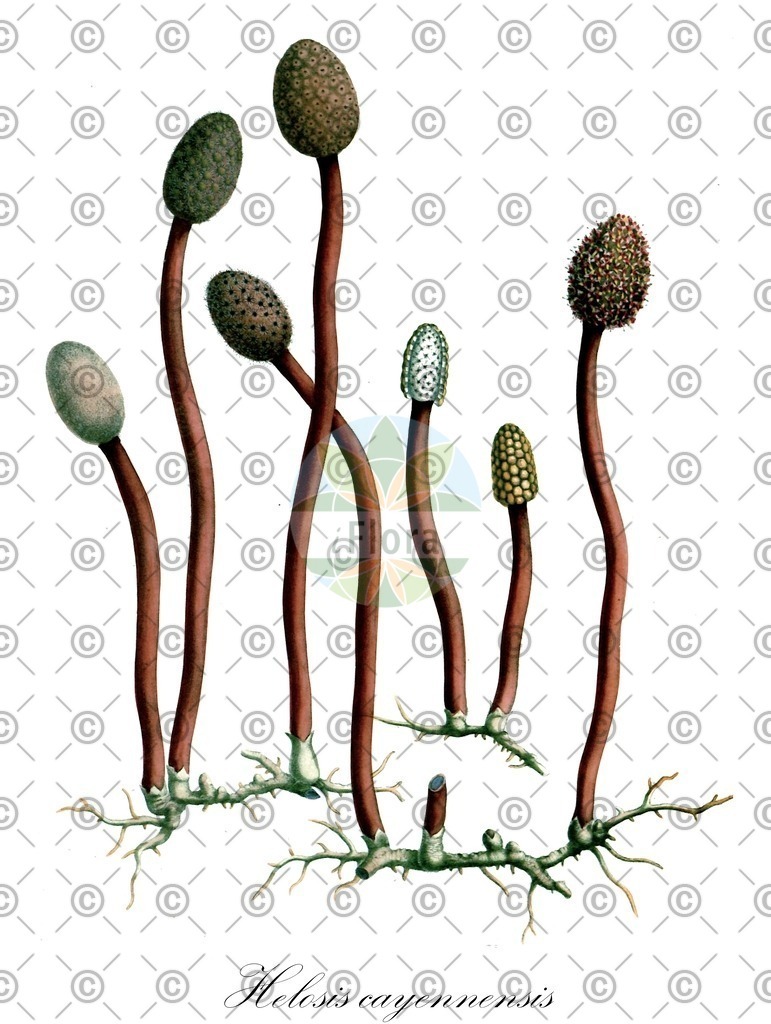 HistAbb_wfo-0000874056_1_ENZY_Simple | Historische Abbildung von Helosis cayennensis - Balanophoraceae | Historical Illustration of Helosis cayennensis - Balanophoraceae