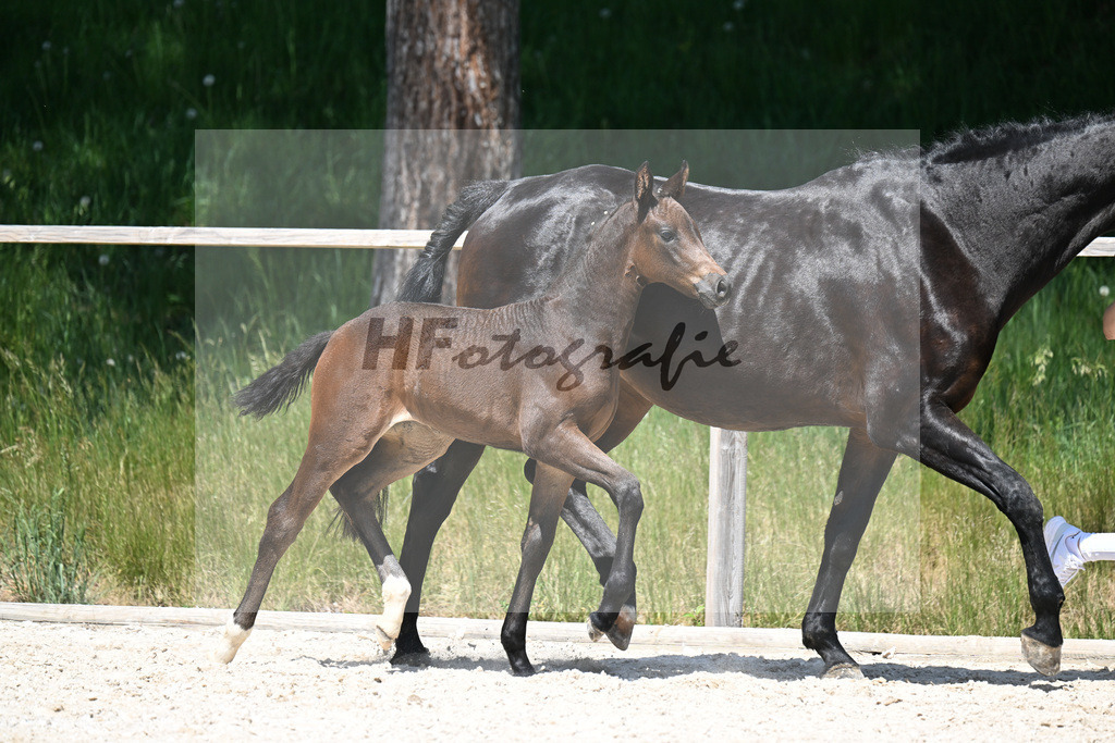 Feliciano x Ray Ban_SF_Stadelmann_10250546 | hf-fotografie - Realizzato con Pictrs.com