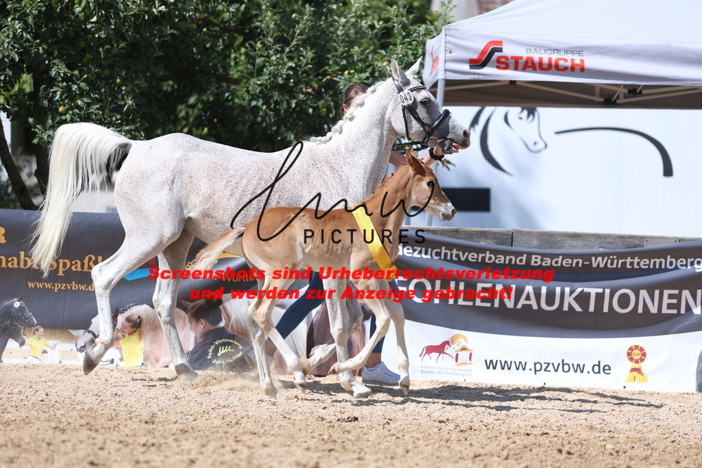 Fohlenschau_Schwäbisch_Hall_Ponys_SIEGERFOHLEN_KN 43_16 | lmwpictures - Realisiert mit Pictrs.com