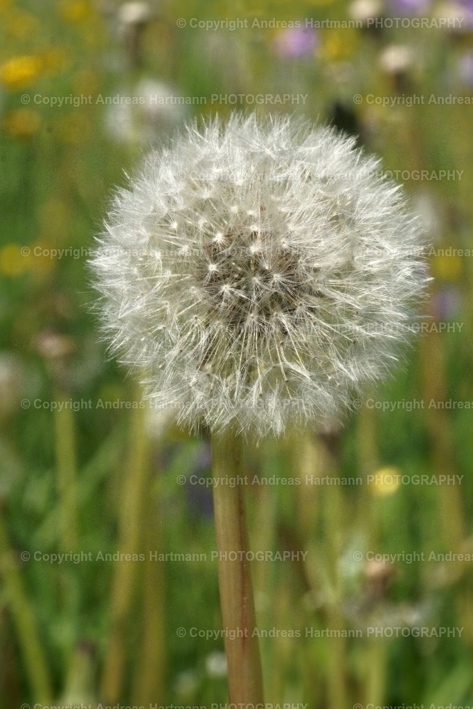 Pusteblume | Pusteblume - Realisiert mit Pictrs.com