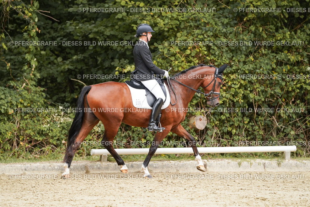 DSC09635 | Pferdegrafie