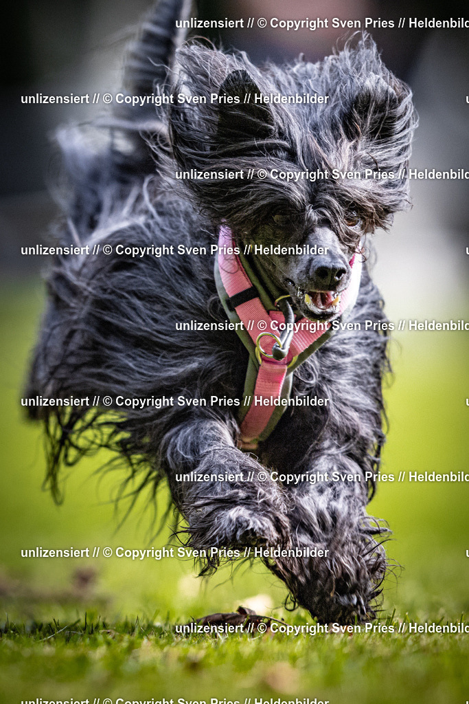 Sven Pries | 2025-10-03 - Hunderennen Obergrombach - Realisiert mit Pictrs.com