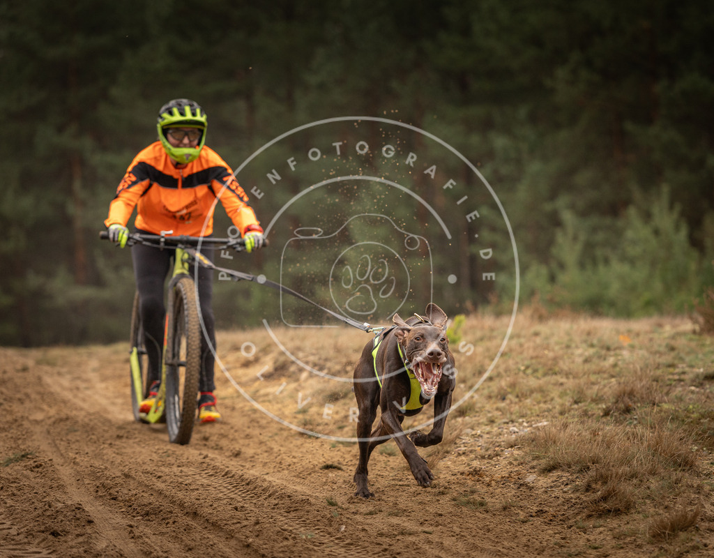 Pfotenfotografie_DV3A4435 | Hundefotografie, Tierfotograf, Pfotenfotografie, Fotoshooting Hund, Hunde Portrait, Hundesport, Hundeportraits, Heideshooting, Hunde, Sportfotograf, Hundefotograf, Turnierhundsport, THS,  - Realisiert mit Pictrs.com