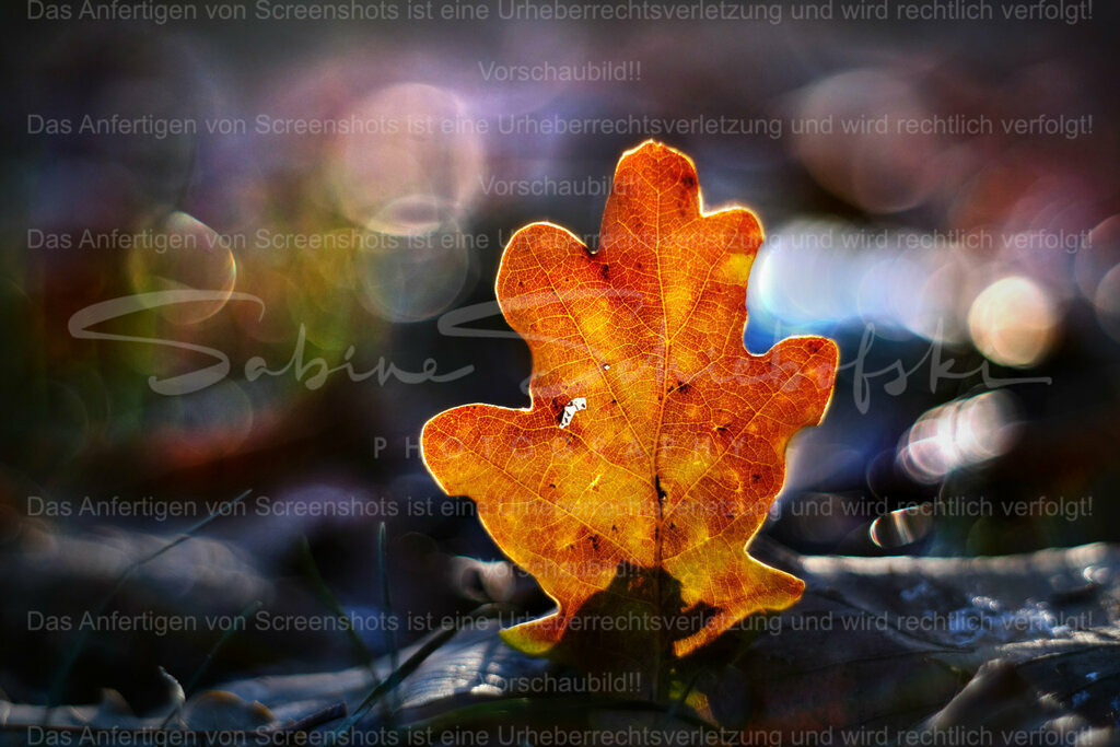 Wandbild Eichenblatt | People- und Tierfotografie, Imageaufnahmen, Veranstaltungsfotografie und Wandbilder aus der Natur ★ Made in Germany ✔️ Druck + Downloads ✔️ Naturfotografie in Top Qualität ★ schneller Versand, weltweite Lieferung! - Realisiert mit Pictrs.com